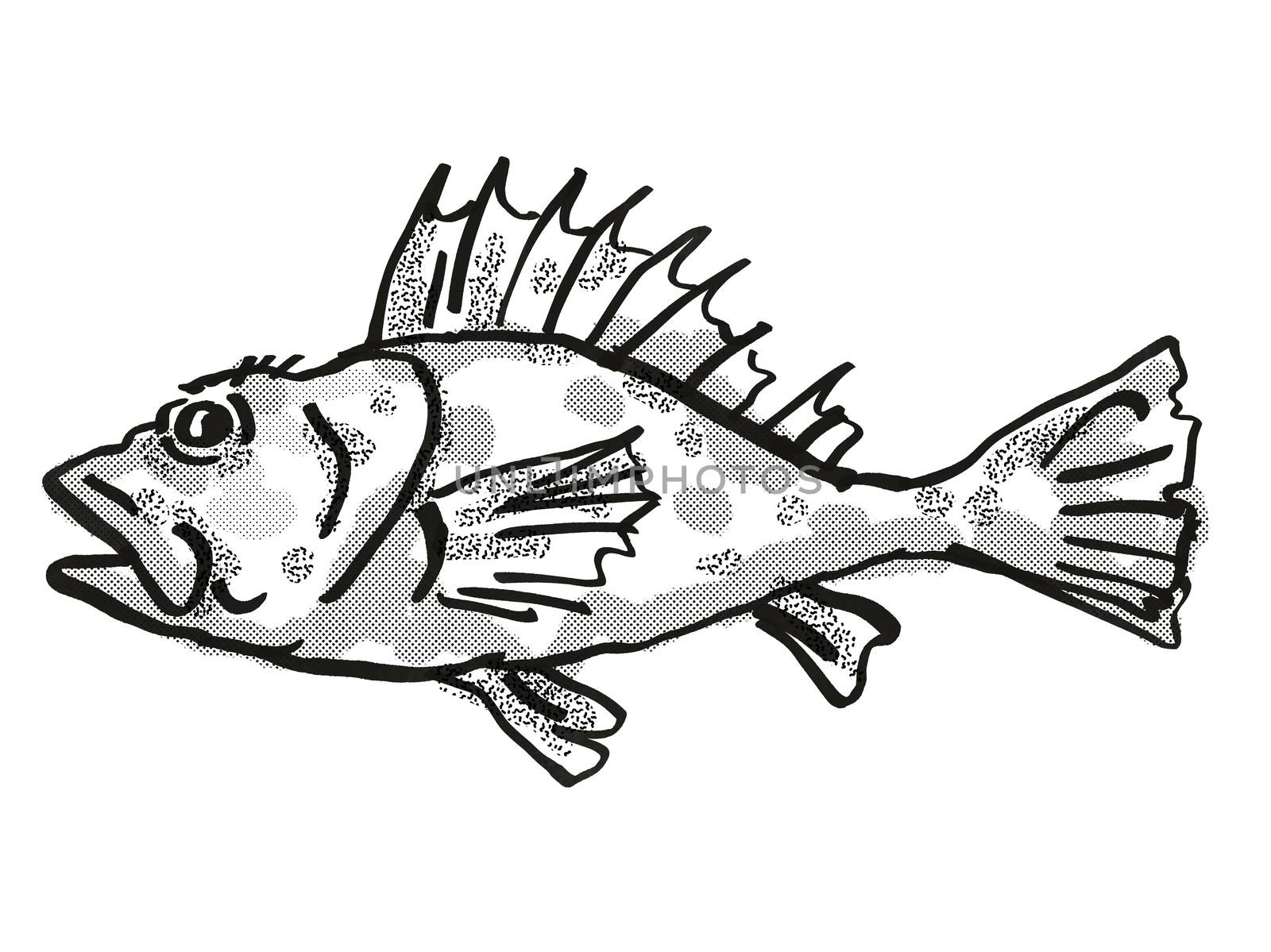 Retro cartoon style drawing of a Western Scorpionfish , a native Australian marine life species viewed from side on isolated white background done in black and white.