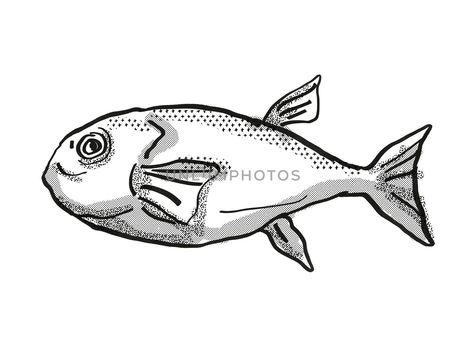 Retro cartoon style drawing of a Brownback Toadfish , a native Australian marine life species viewed from side on isolated white background done in black and white.