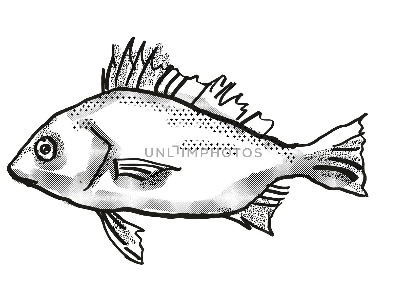 Retro cartoon style drawing of a Silver Javelin , a native Australian marine life species viewed from side on isolated white background done in black and white.