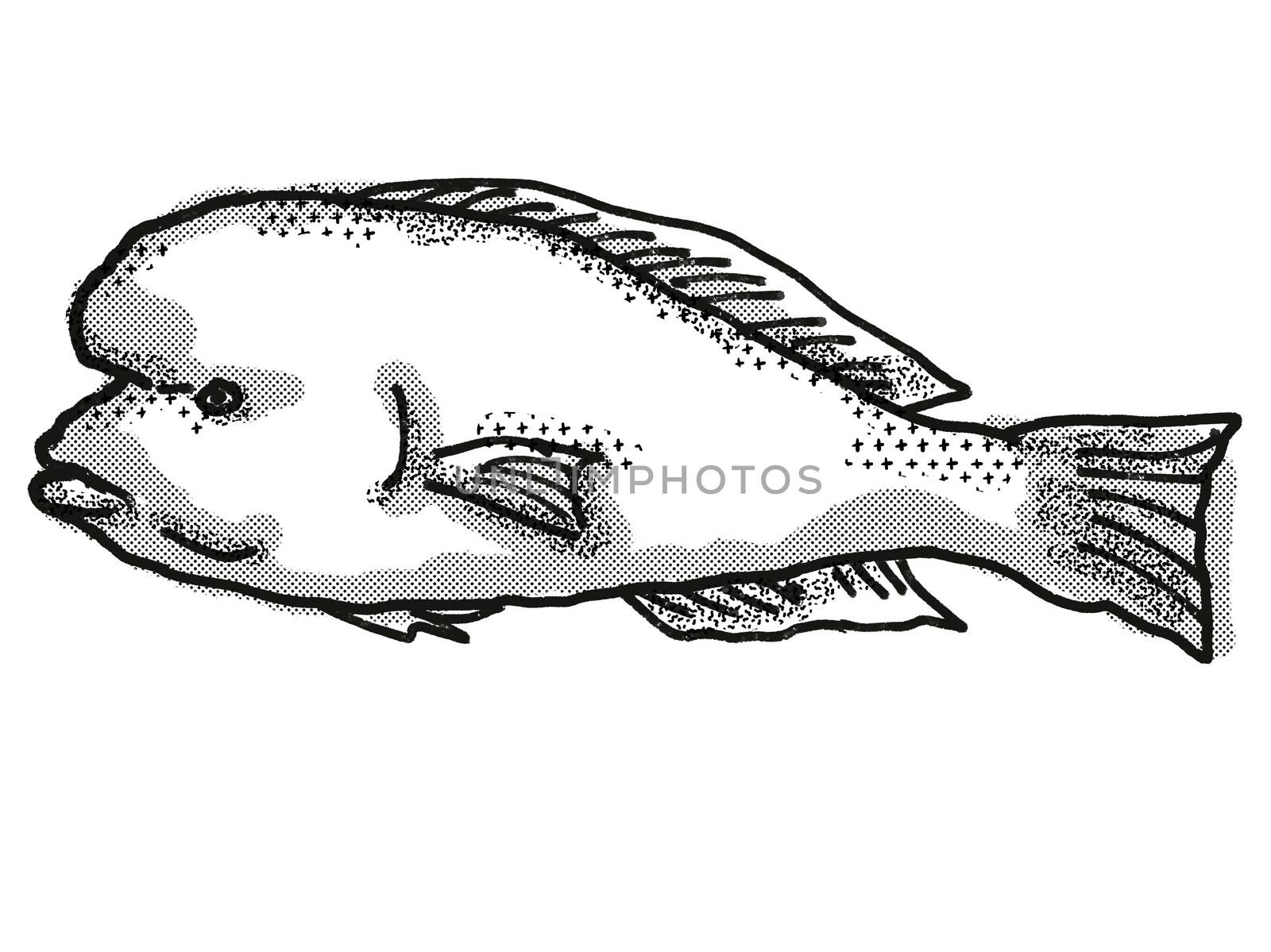 Doubleheader Australian Fish Cartoon Retro Drawing by patrimonio