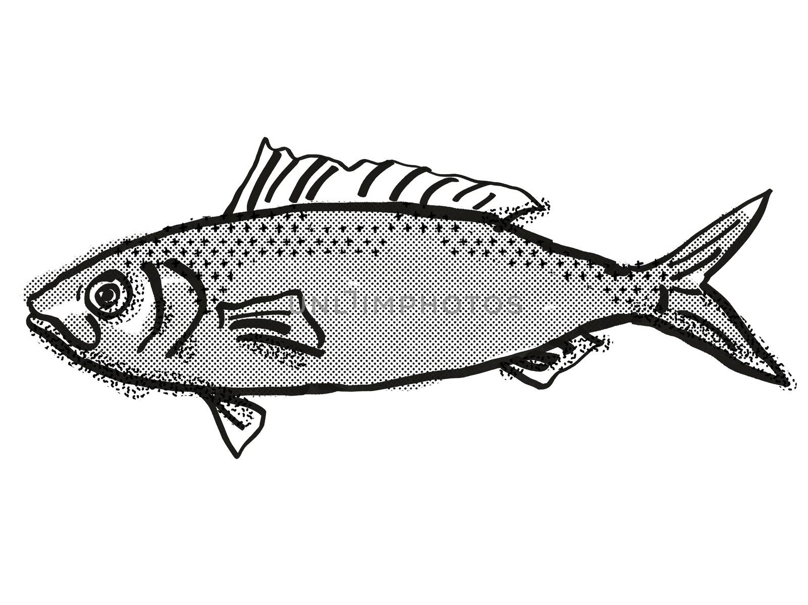 Australian Herring Fish Cartoon Retro Drawing by patrimonio