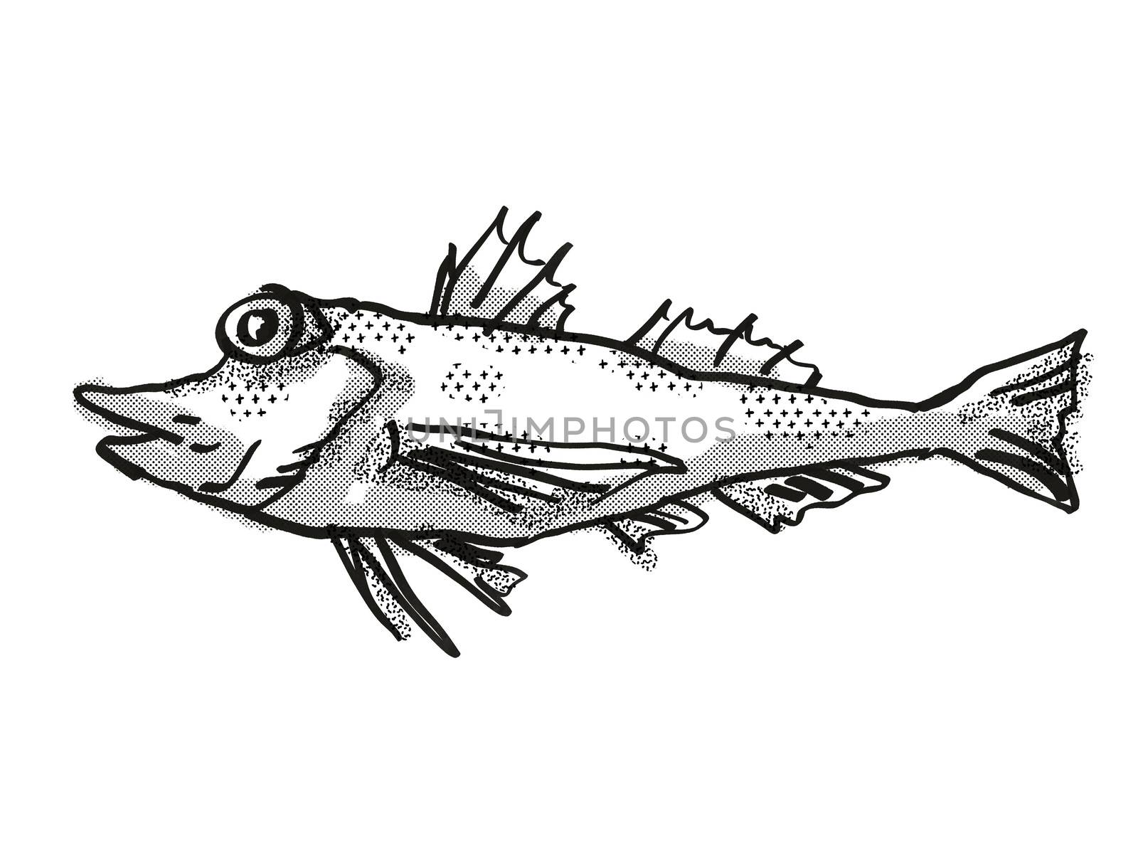 Saumarez Gurnard Australian Fish Cartoon Retro Drawing by patrimonio