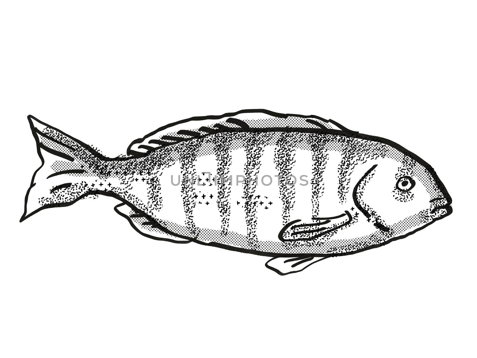 Retro cartoon style drawing of a Zebrafish , a native Australian marine life fish species viewed from side on isolated white background done in black and white.