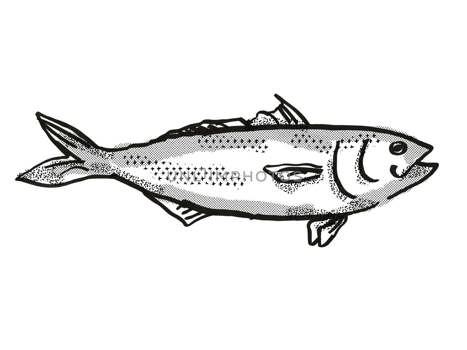 Retro cartoon style drawing of a Eastern Australian Salmon , a native Australian marine life species viewed from side on isolated white background done in black and white.