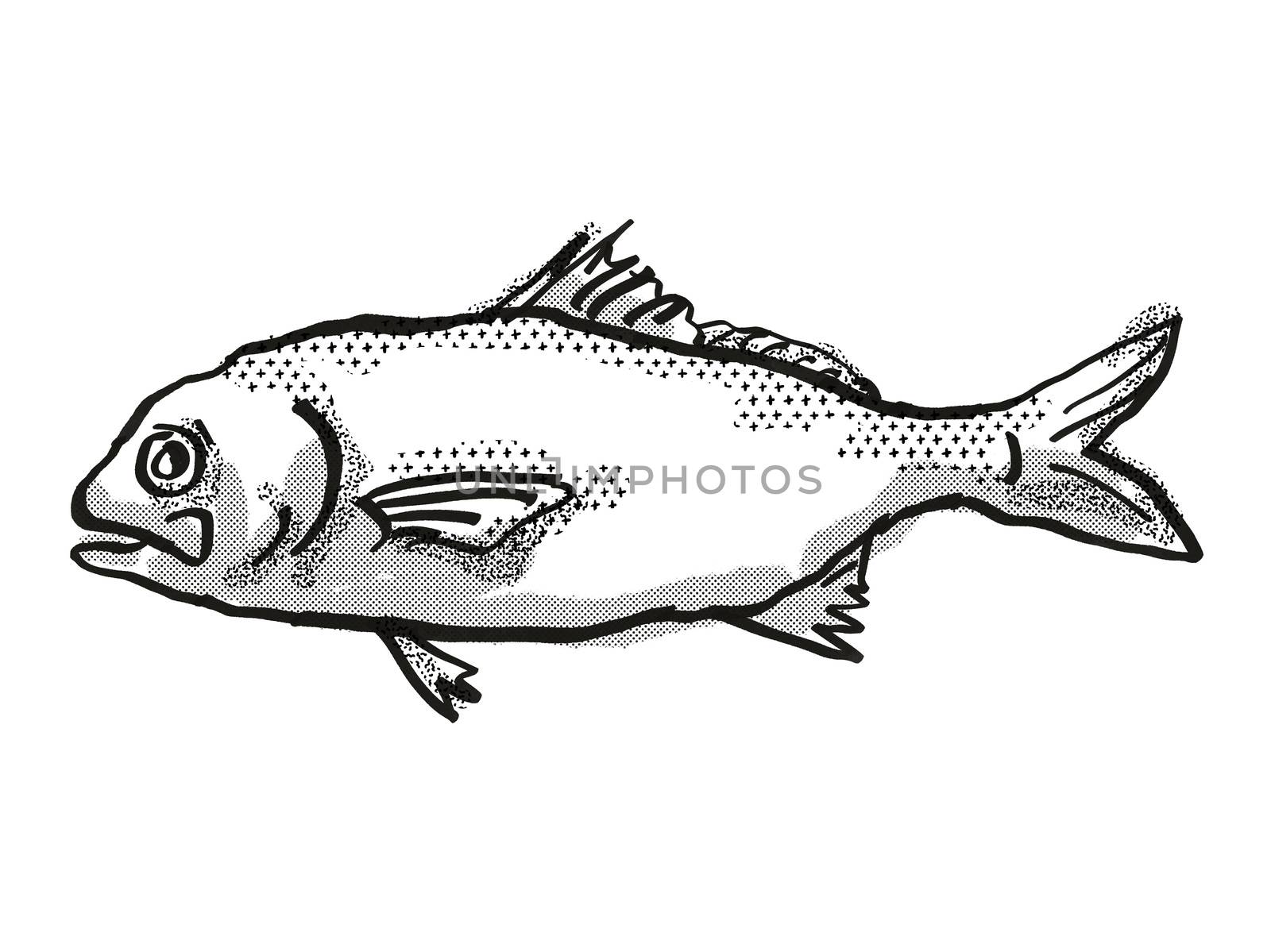 Retro cartoon style drawing of a Busakhin's Beardfish , a native Australian marine life species viewed from side on isolated white background done in black and white.