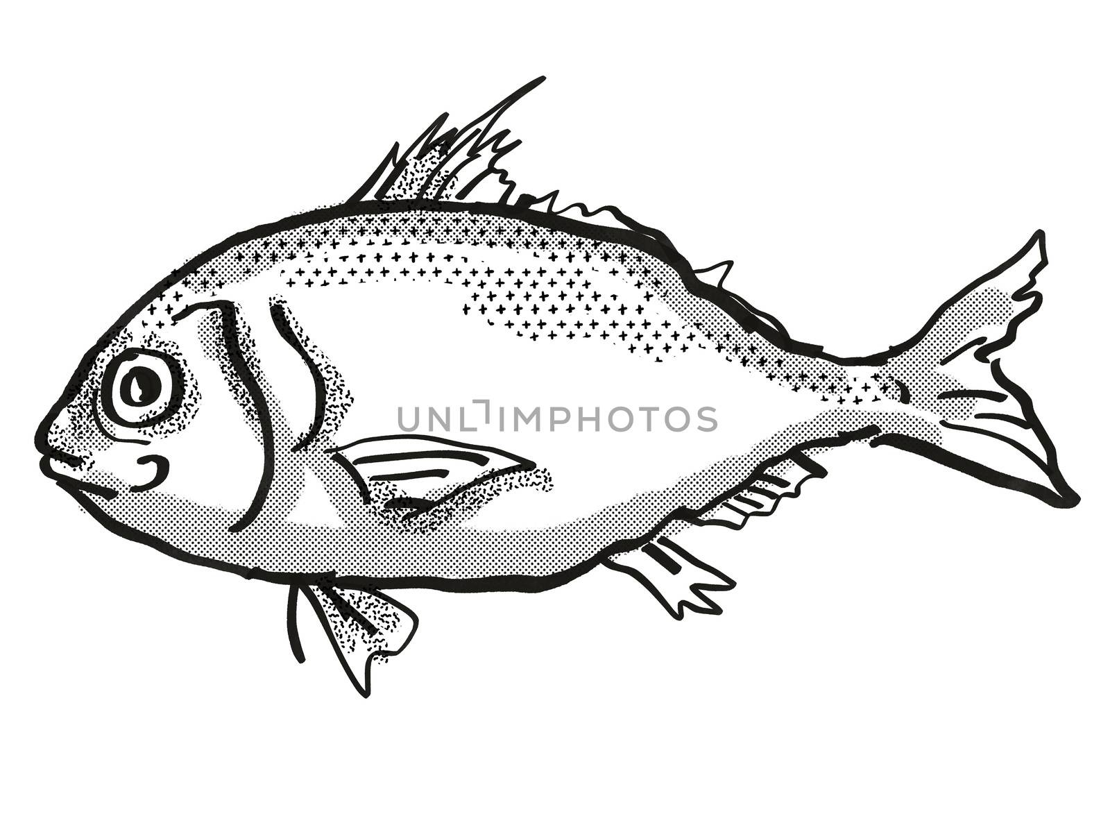 Retro cartoon style drawing of a Longspine Beardfish  , a native Australian marine life species viewed from side on isolated white background done in black and white.