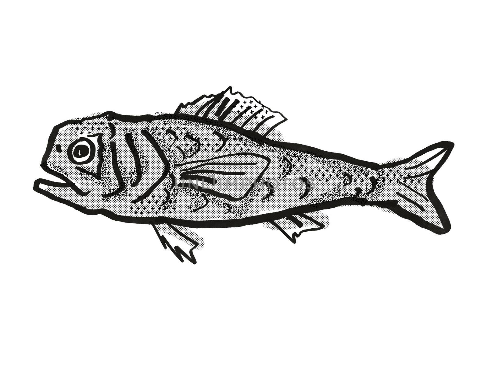Retro cartoon style drawing of a Shoulderspine Bigscale fish  , a native Australian marine life species viewed from side on isolated white background done in black and white.