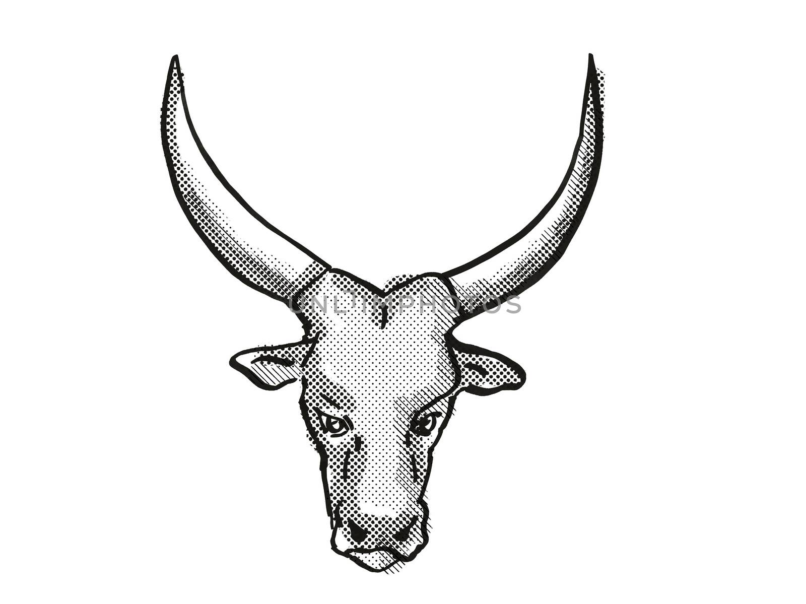 Retro cartoon style drawing of head of an Aure et Saint-Girons or Casta  bull or cow, a cattle breed viewed from front  on isolated white background done in black and white