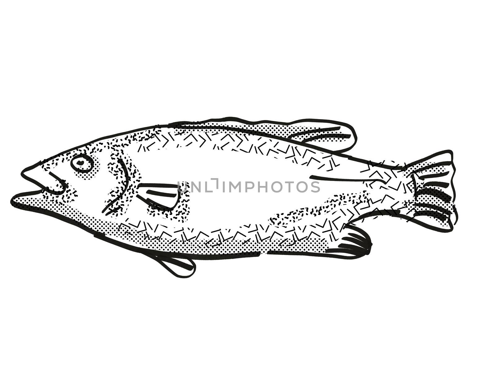 Hapuku New Zealand Fish Cartoon Retro Drawing by patrimonio