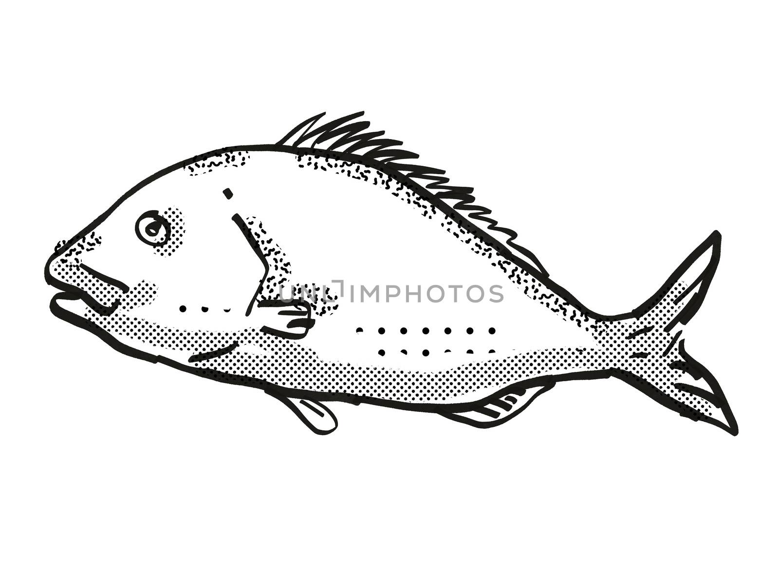 Retro cartoon style drawing of a snapper fish, a native New Zealand marine life species viewed from side on isolated white background done in black and white