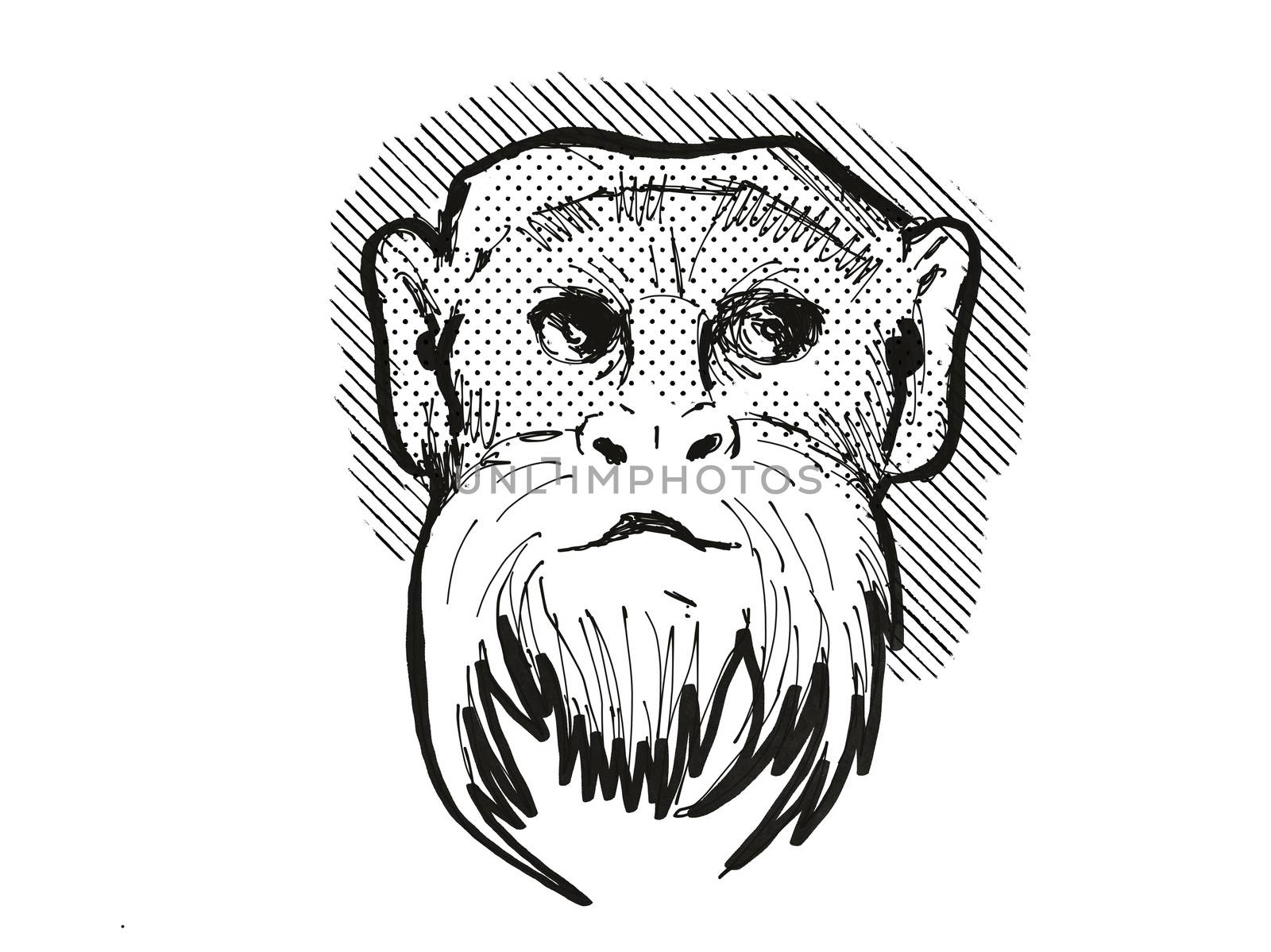 Retro cartoon style drawing head of an Emperor Tamarin , a monkey species viewed from front on isolated white background done in black and white
