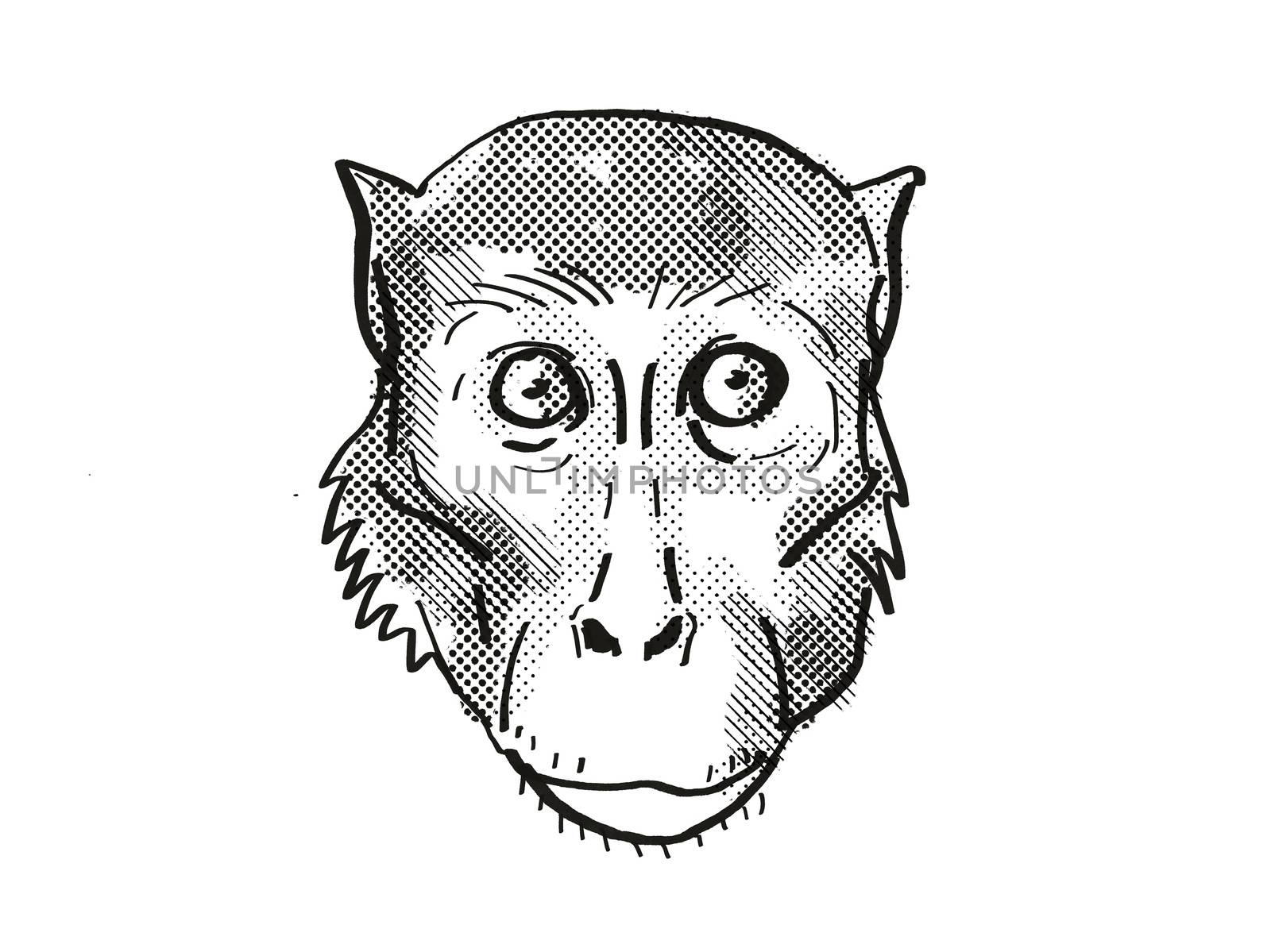 Retro cartoon style drawing head of a Rhesus Macaque , a monkey species viewed from front on isolated white background done in black and white