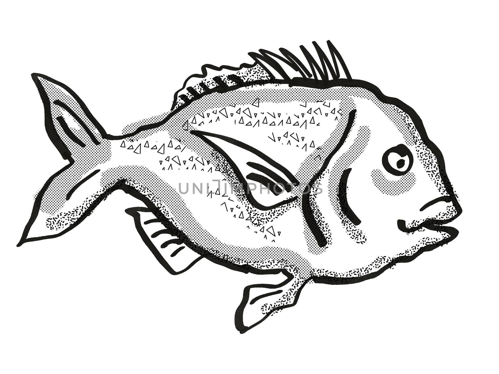 Retro cartoon style drawing of a snapper fish, a native New Zealand marine life species viewed from side on isolated white background done in black and white