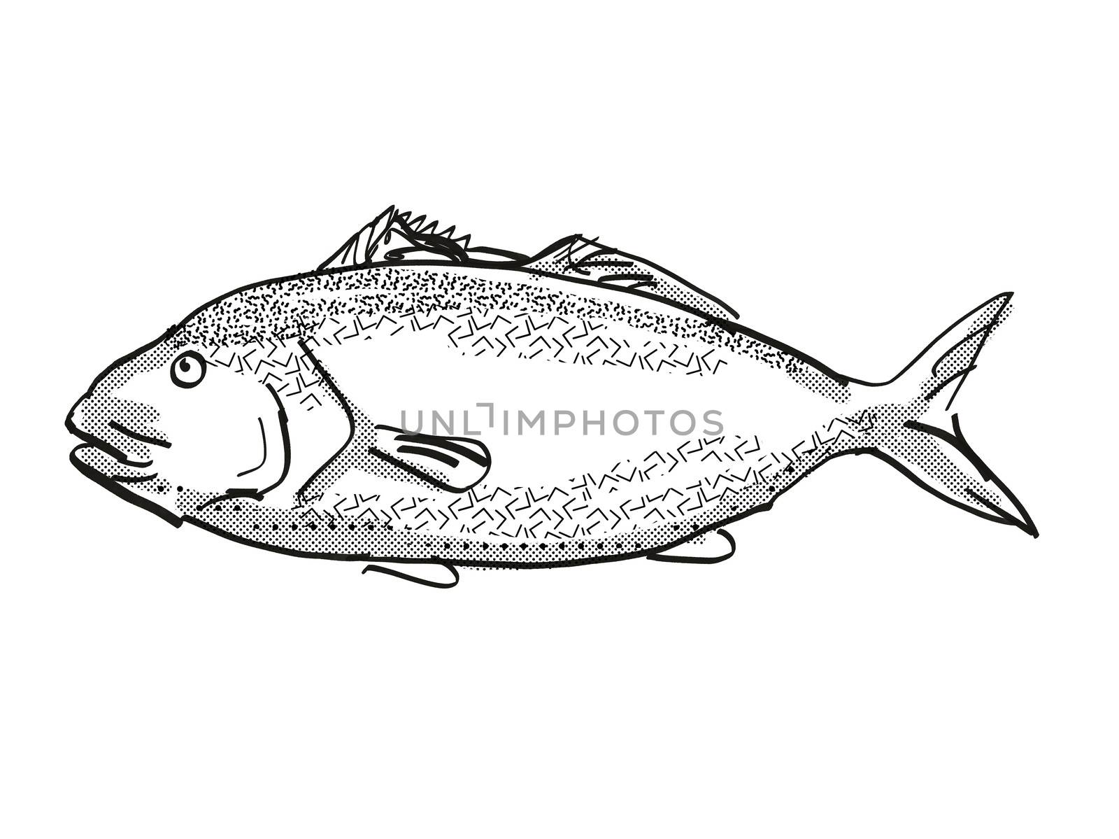Retro cartoon style drawing of a blue moki  , a native New Zealand marine life species viewed from side on isolated white background done in black and white