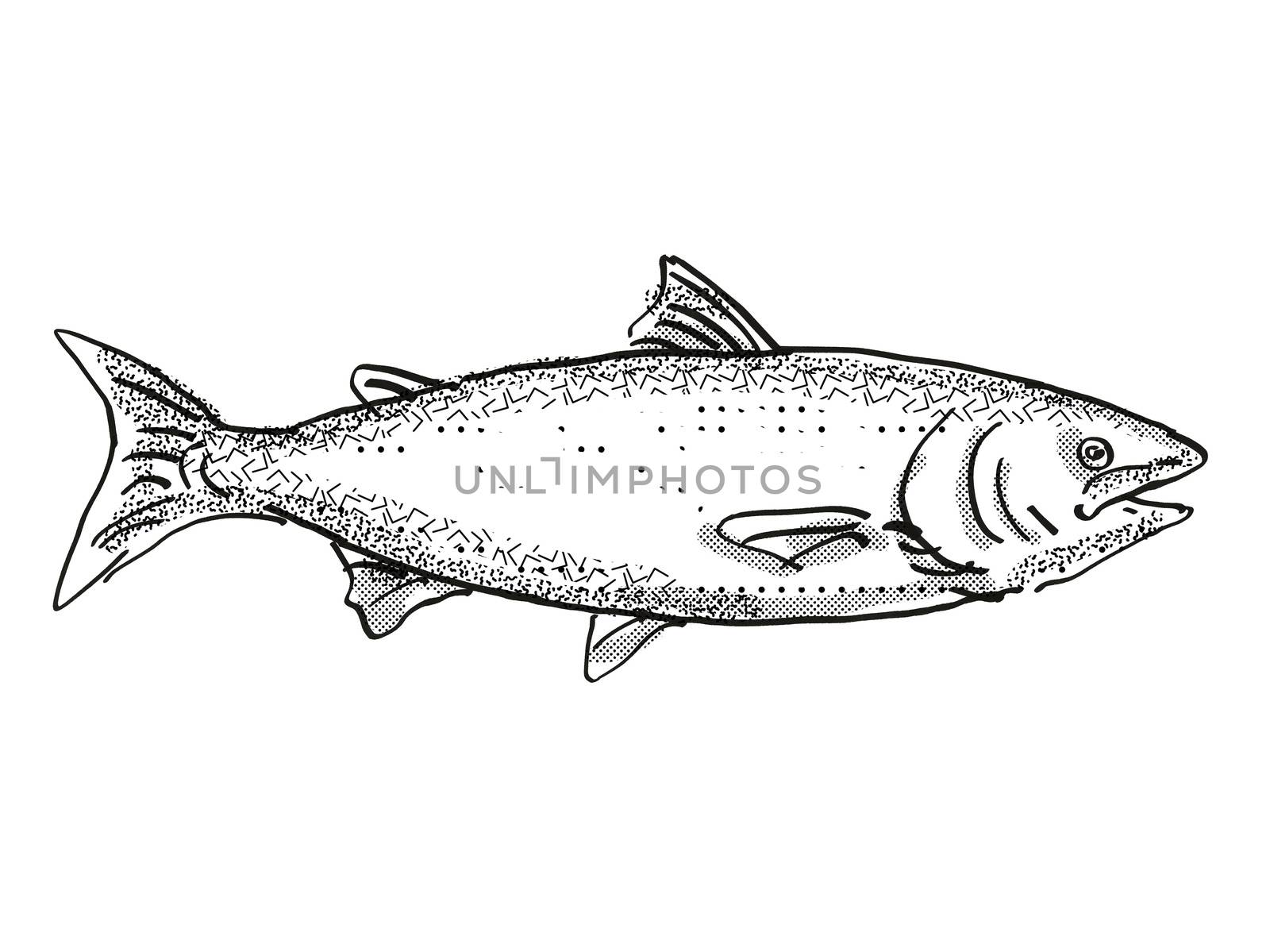 Retro cartoon style drawing of a king salmon , a native New Zealand marine life species viewed from side on isolated white background done in black and white