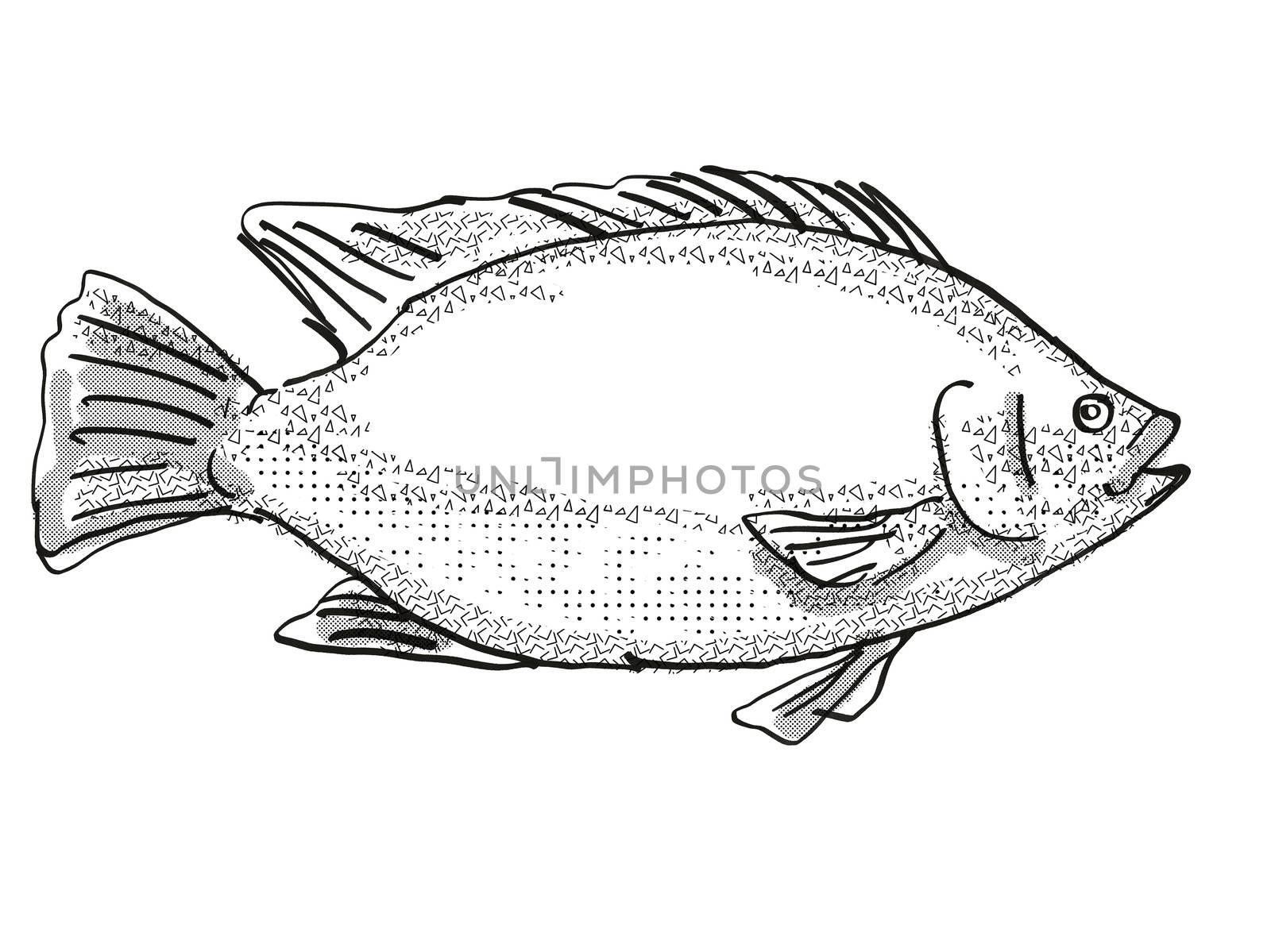 Retro cartoon style drawing of a Tilapia, a mainly freshwater fish marine life species viewed from side on isolated white background done in black and white