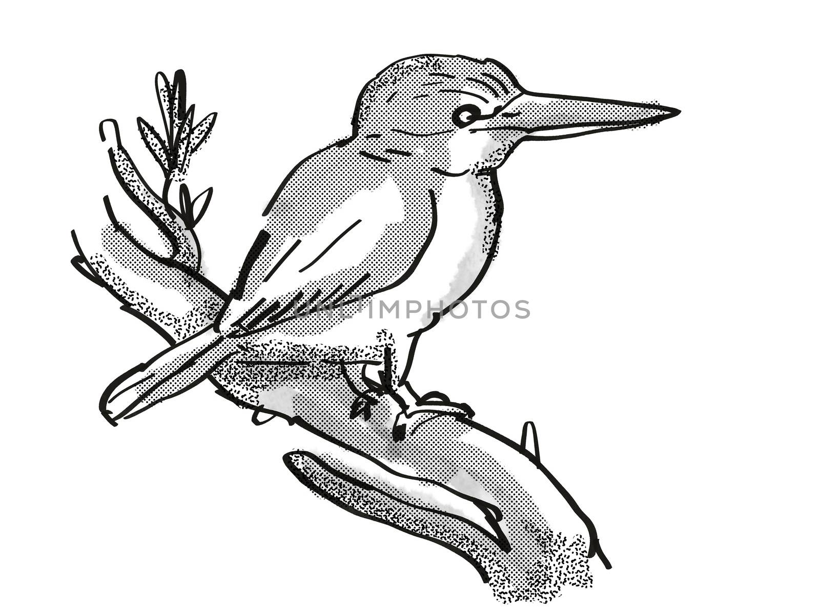 Retro cartoon style drawing of a kingfisher, a New Zealand bird on isolated white background done in black and white