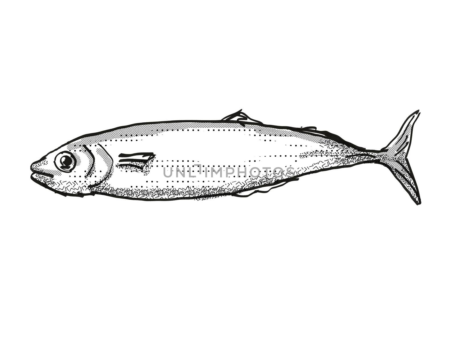 Retro cartoon style drawing of a Koheru, a native New Zealand marine life species viewed from side on isolated white background done in black and white