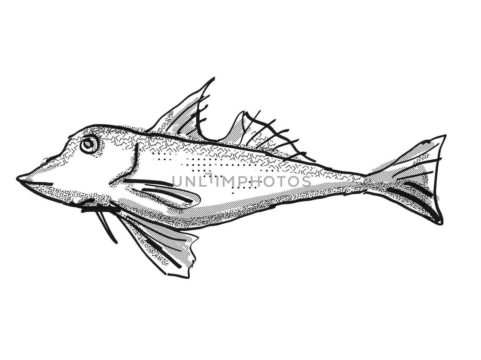 Retro cartoon style drawing of a red gurnard, a native New Zealand marine life species viewed from side on isolated white background done in black and white
