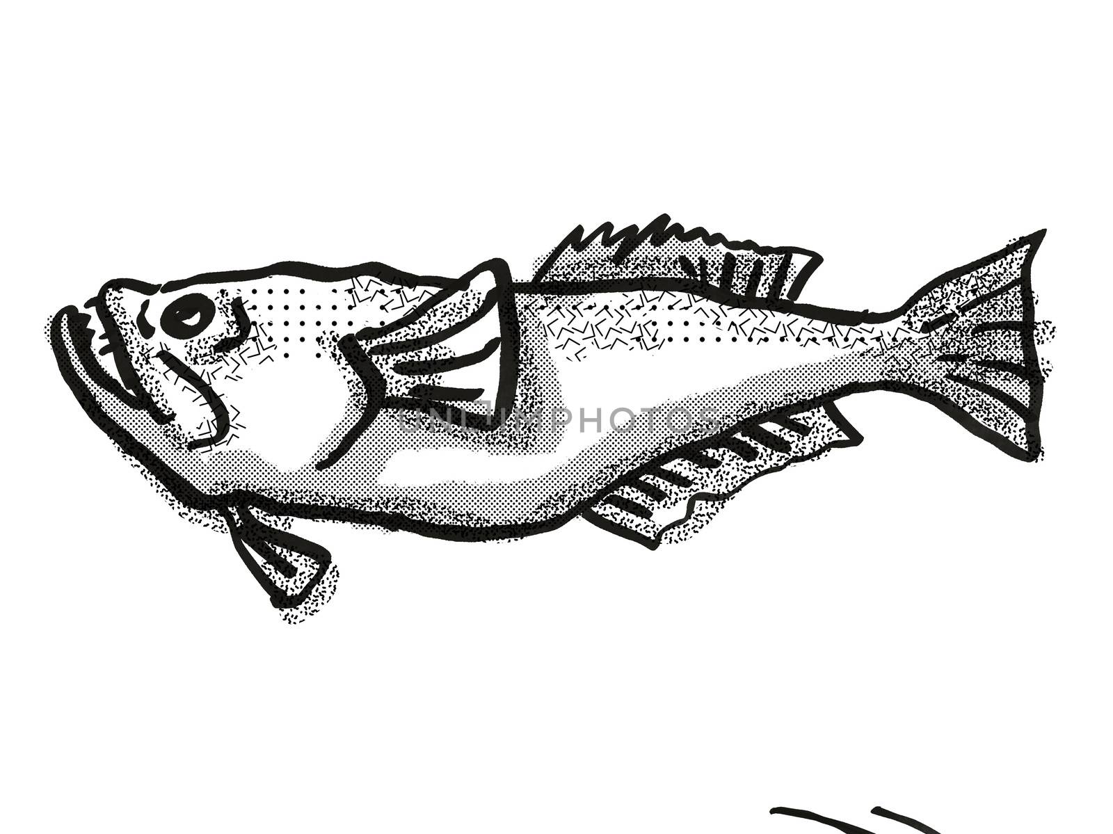 stargazer New Zealand Fish Cartoon Retro Drawing by patrimonio