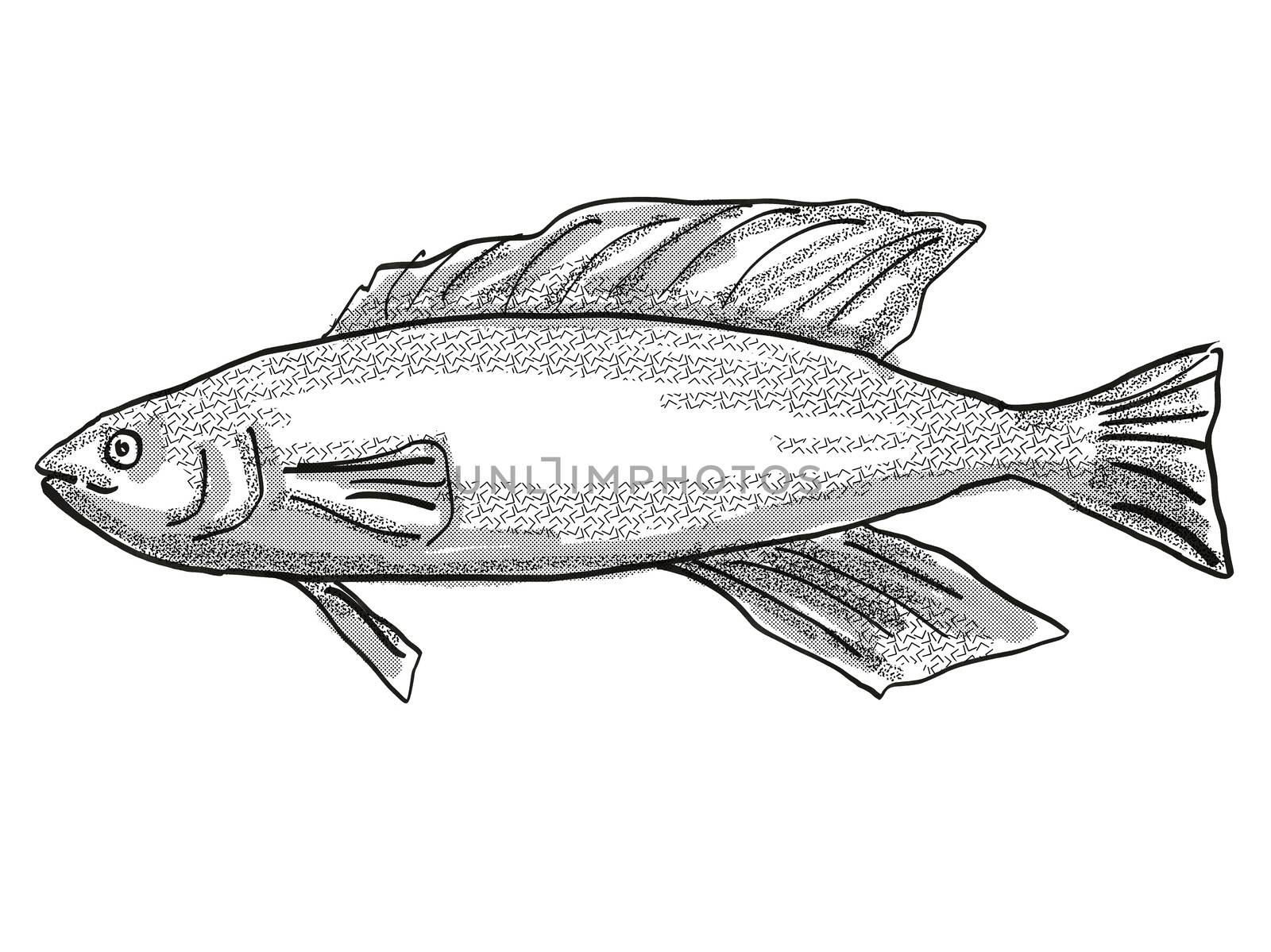 Retro cartoon style drawing of a Butterfish or Odax Pullus , a native New Zealand marine life species viewed from side on isolated white background done in black and white