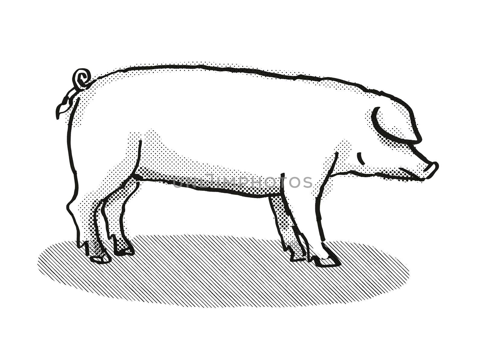 British Landrace Pig Breed Cartoon Retro Drawing by patrimonio