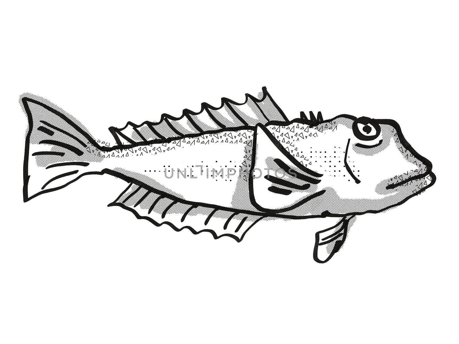 Retro cartoon style drawing of a blue cod , a native New Zealand marine life species viewed from side on isolated white background done in black and white