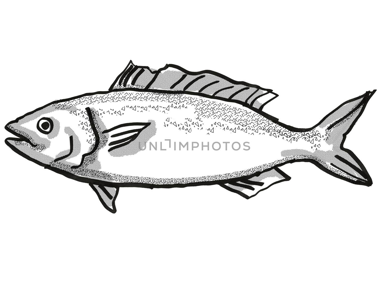 Kahawai New Zealand Fish Cartoon Retro Drawing by patrimonio