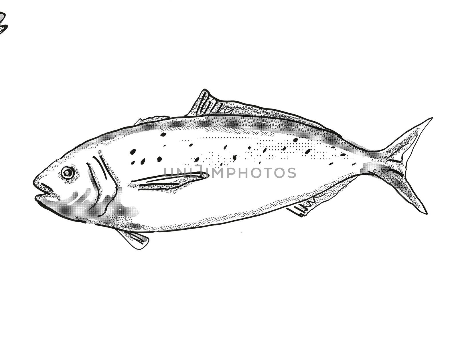 Retro cartoon style drawing of a Blue warehou, a native New Zealand marine life species viewed from side on isolated white background done in black and white