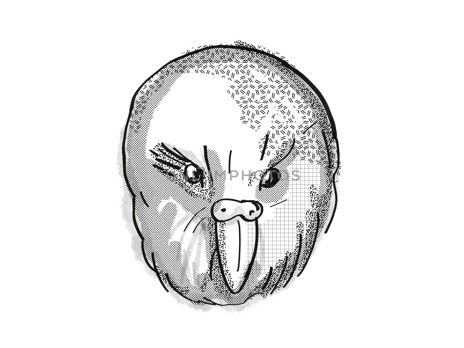  kakapo New Zealand Bird Cartoon Retro Drawing by patrimonio