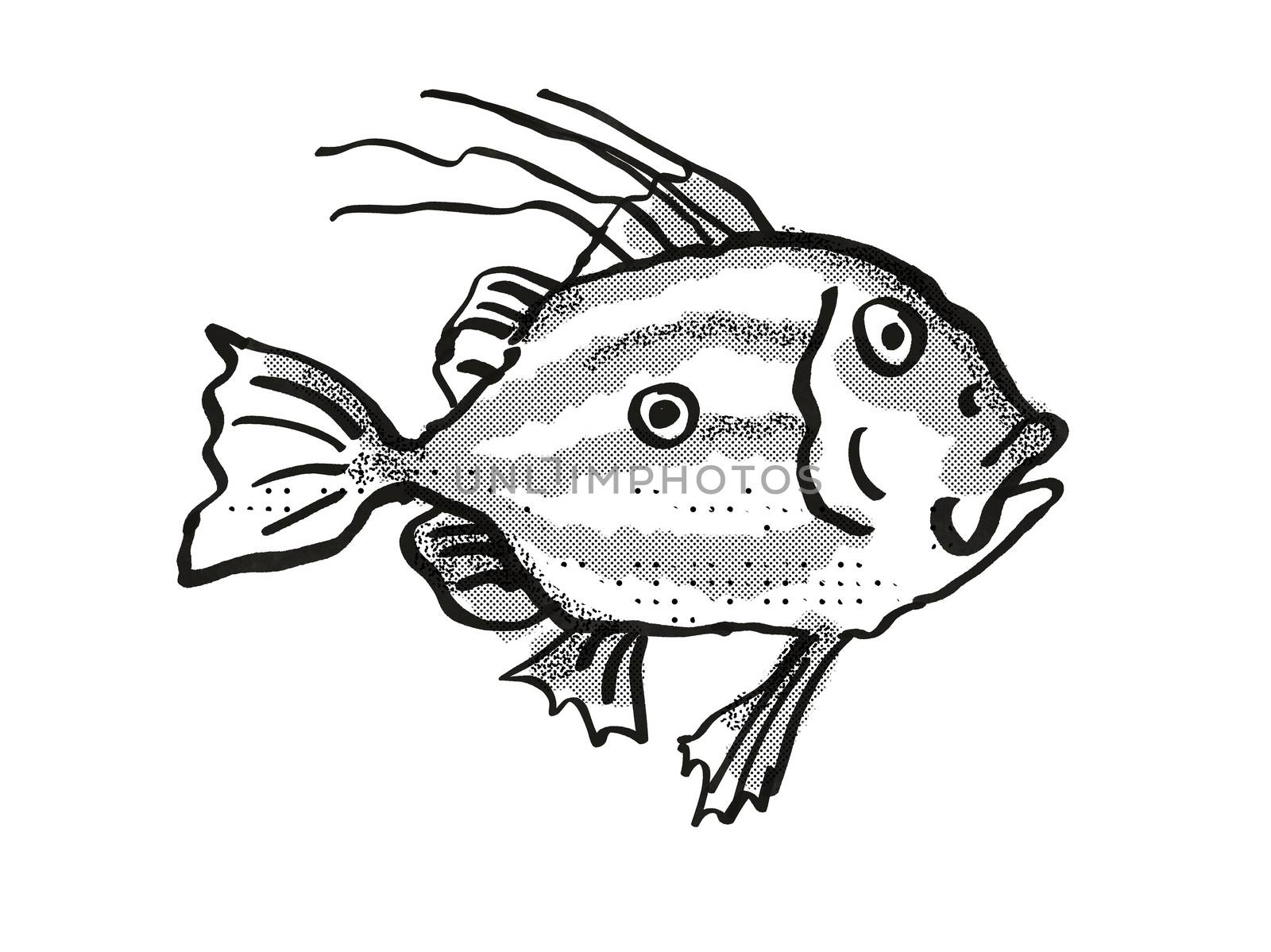 Retro cartoon style drawing of a John Dory, a native New Zealand marine life species viewed from side on isolated white background done in black and white