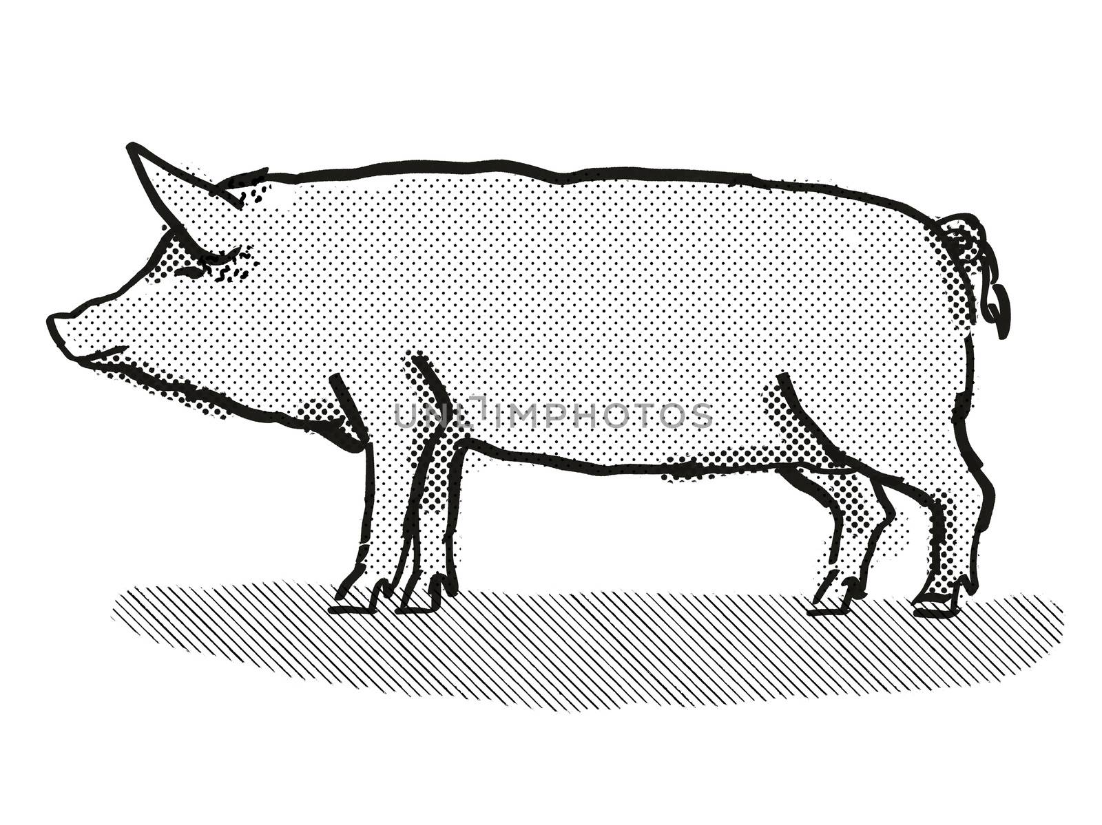 Tamworth Pig Breed Cartoon Retro Drawing by patrimonio