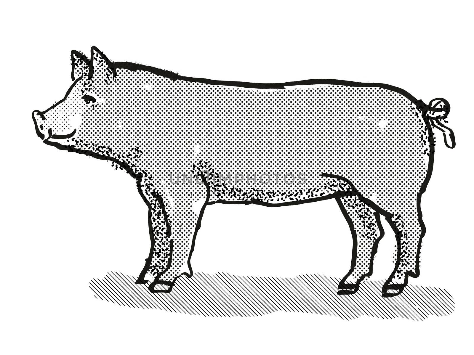 Retro cartoon style drawing of a Berkshire sow or boar, a pig breed viewed from side on isolated white background done in black and white