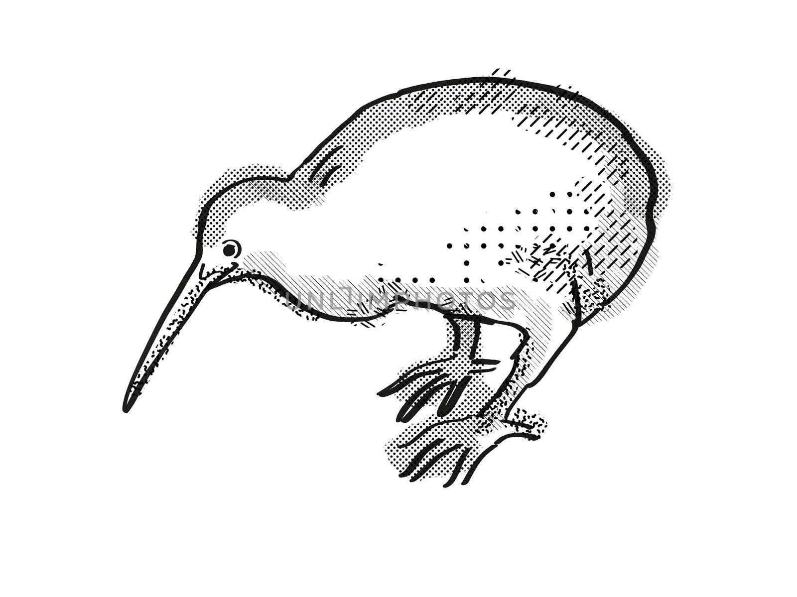 Retro cartoon style drawing of a kiwi , a New Zealand bird on isolated white background done in black and white