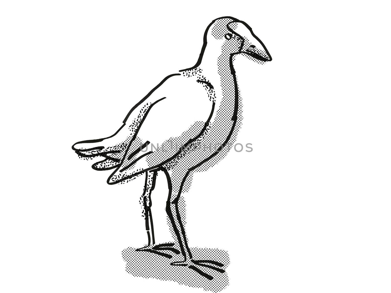 Retro cartoon style drawing of a pukeko or purple swamphen  , a New Zealand bird on isolated white background done in black and white