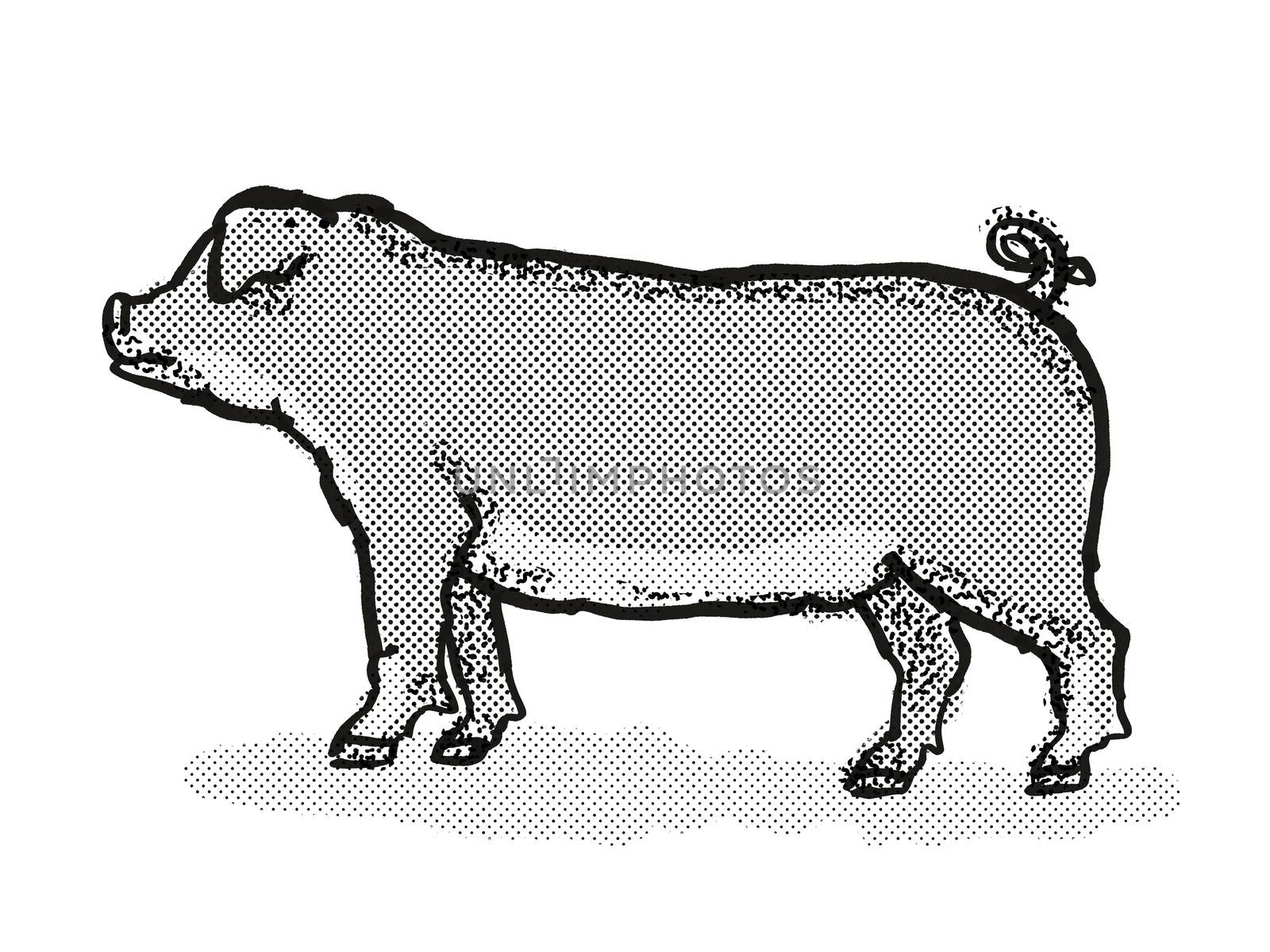 Duroc Pig Breed Cartoon Retro Drawing by patrimonio