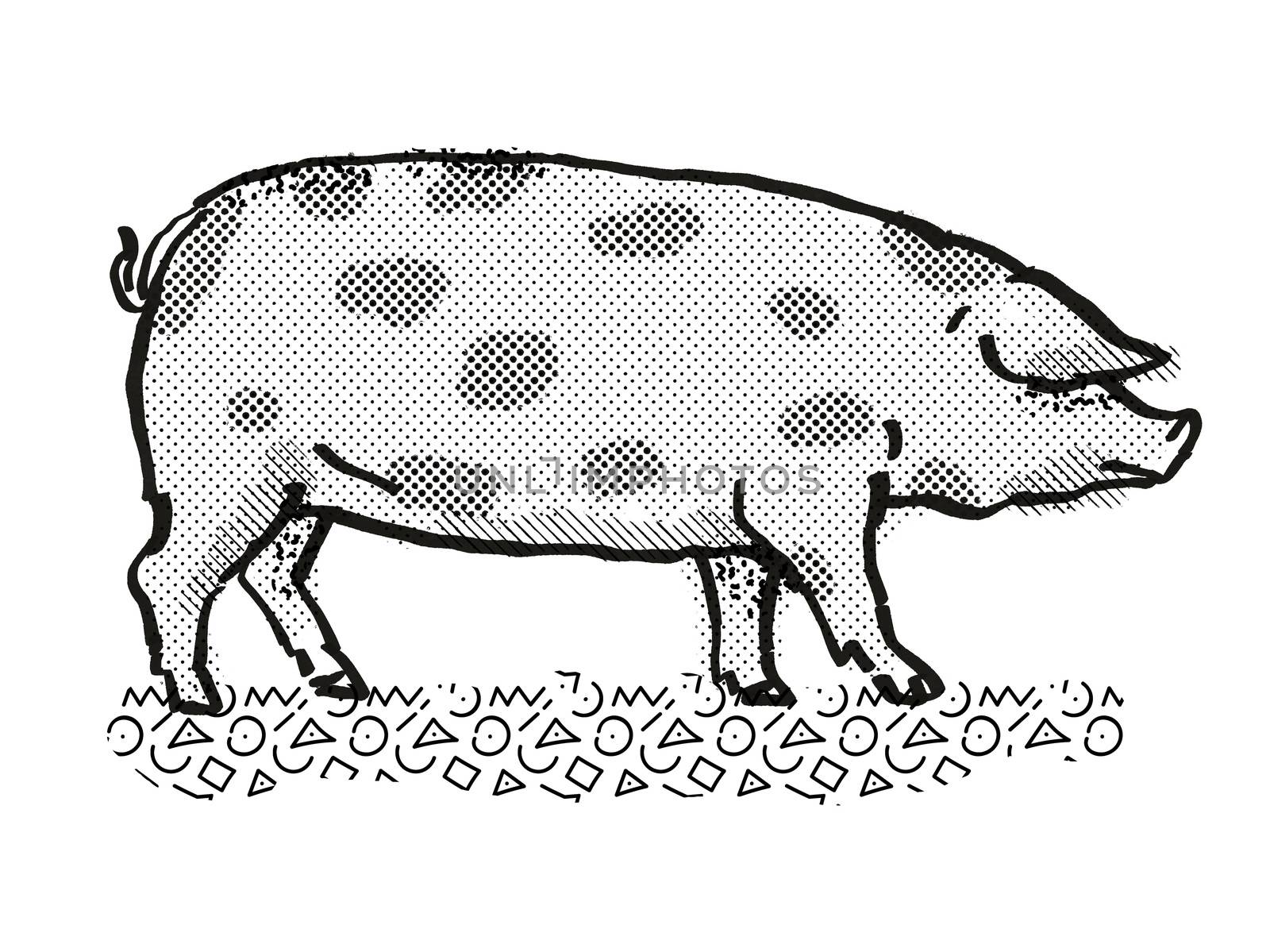 Retro cartoon style drawing of an Oxford Sandy and Black  sow or boar, a pig breed viewed from side on isolated white background done in black and white