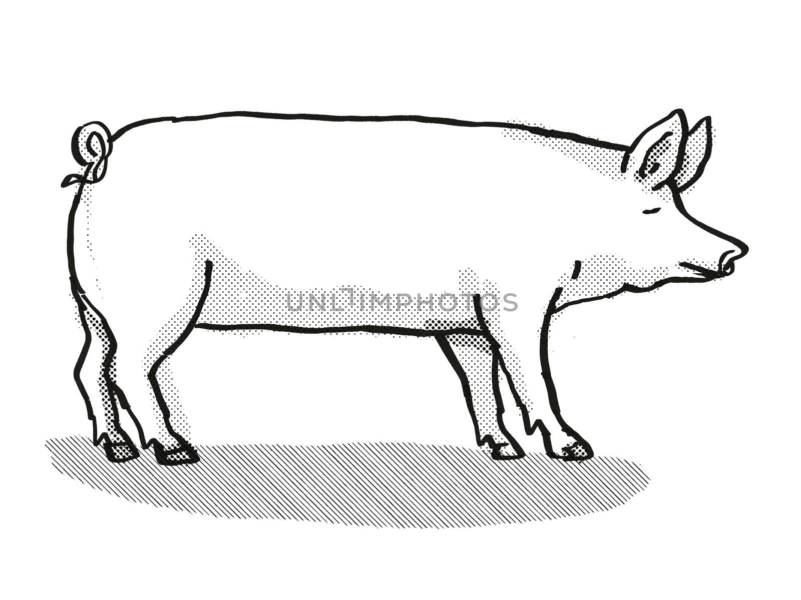 Retro cartoon style drawing of a Large White  sow or boar, a pig breed viewed from side on isolated white background done in black and white