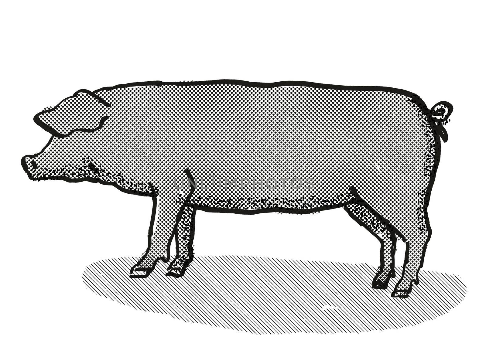 Retro cartoon style drawing of a Large Black sow or boar, a pig breed viewed from side on isolated white background done in black and white