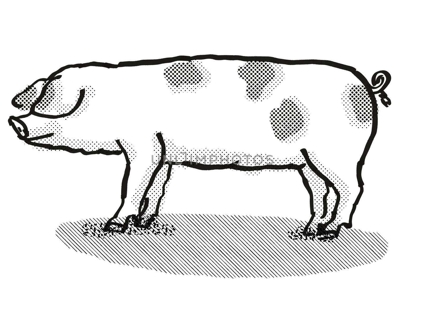 Gloucestershire Old Spots Pig Breed Cartoon Retro Drawing by patrimonio
