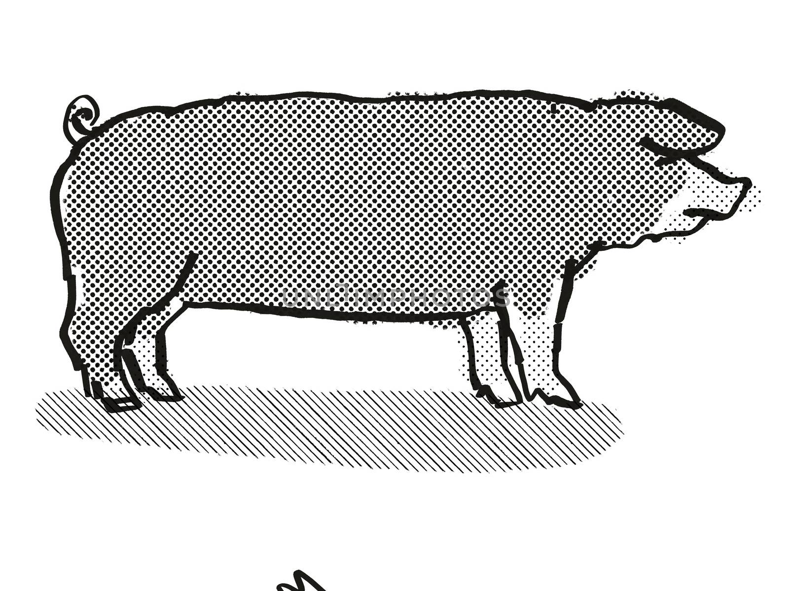 Poland China Pig Breed Cartoon Retro Drawing by patrimonio