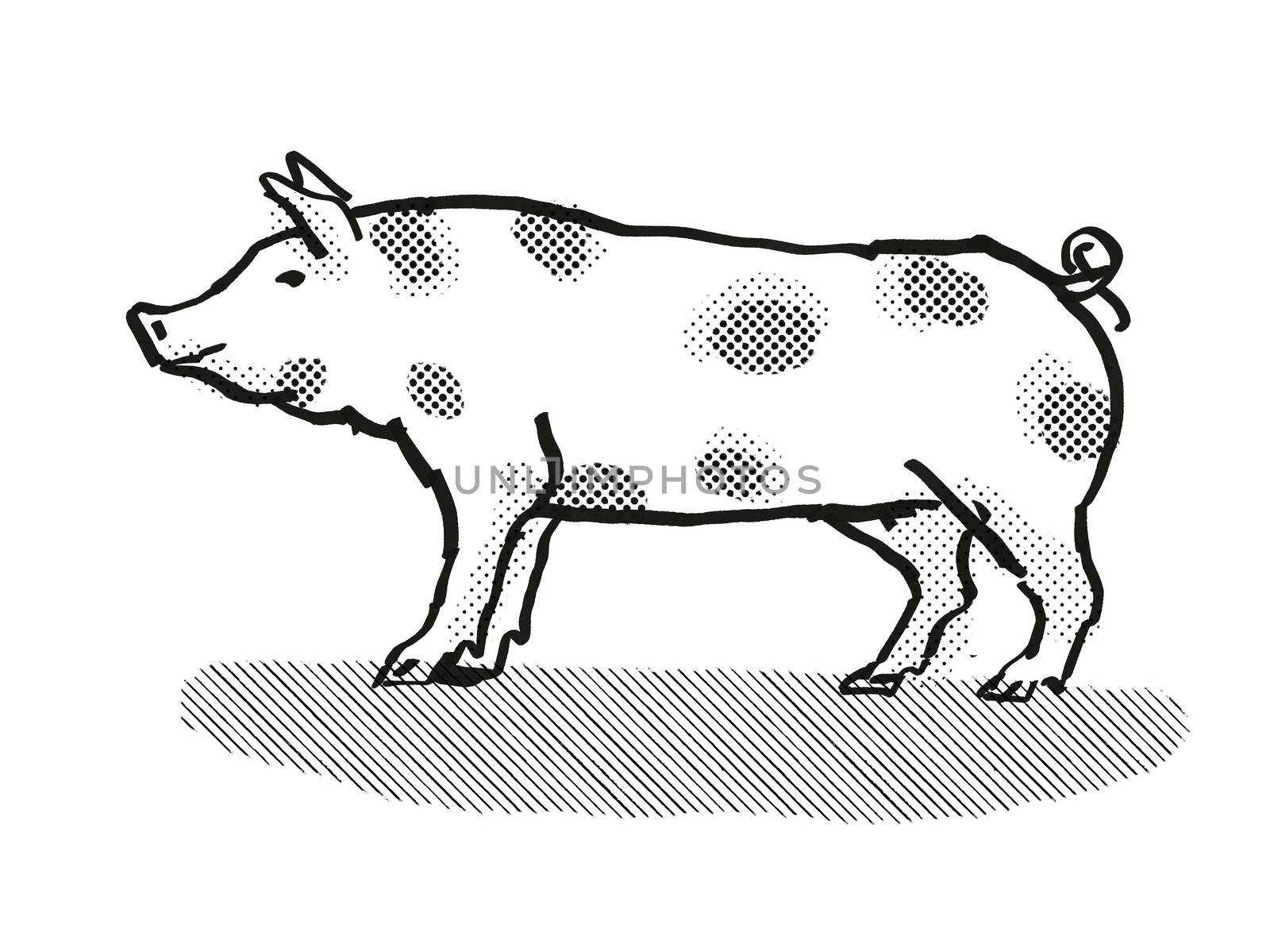 Pietrain Pig Breed Cartoon Retro Drawing by patrimonio