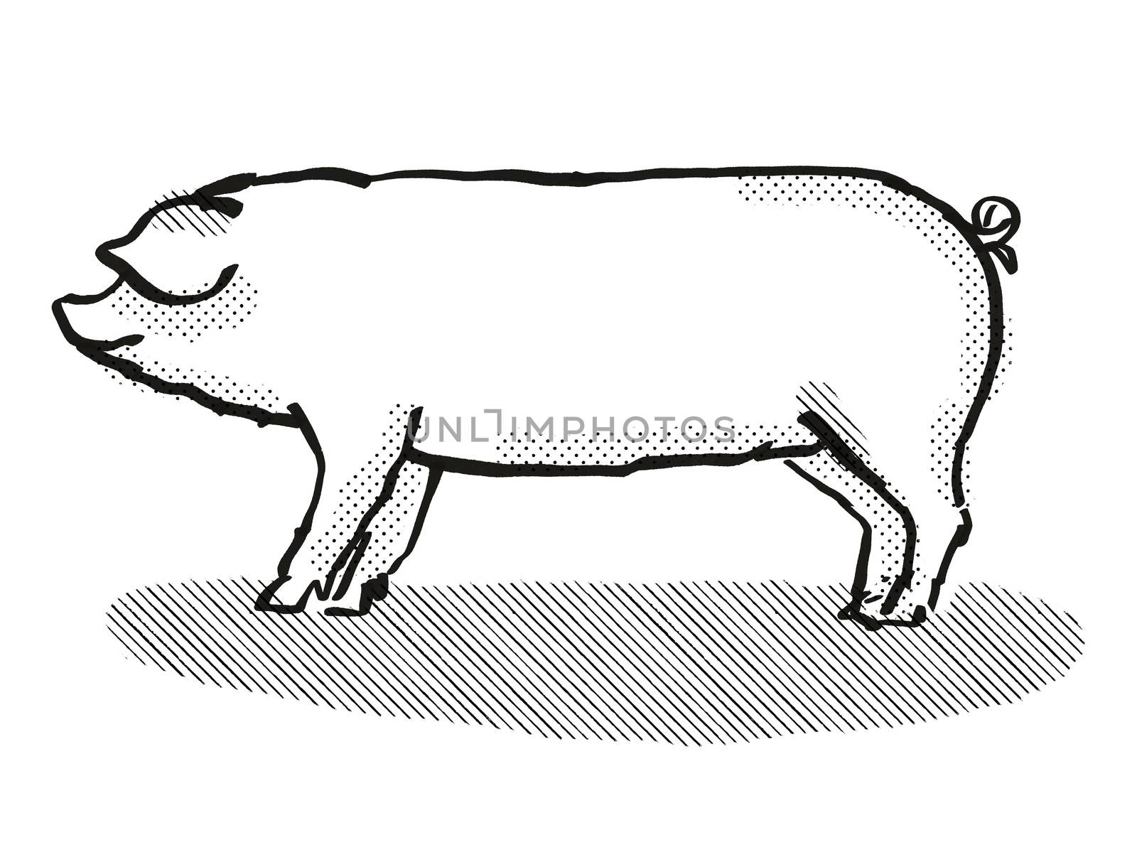 Welsh Pig Breed Cartoon Retro Drawing by patrimonio