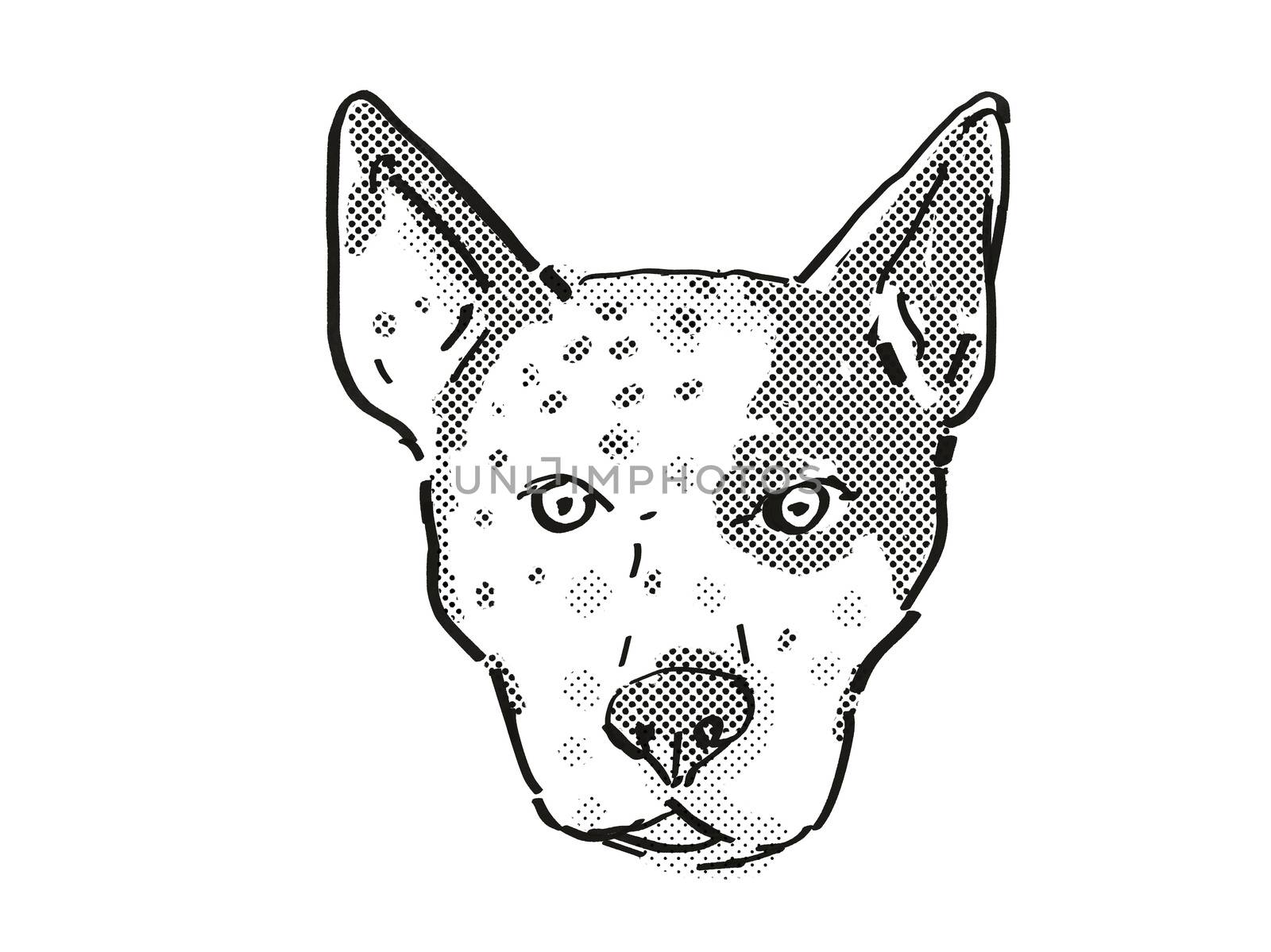 Retro cartoon style drawing of head of an Australian Cattle Dog  , a domestic dog or canine breed on isolated white background done in black and white.