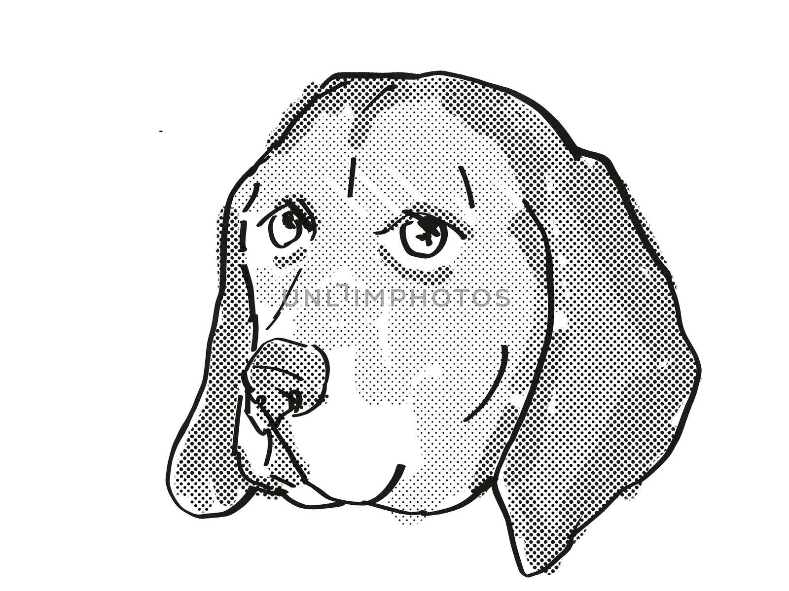 Retro cartoon style drawing of head of an American English Coonhound  , a domestic dog or canine breed on isolated white background done in black and white.