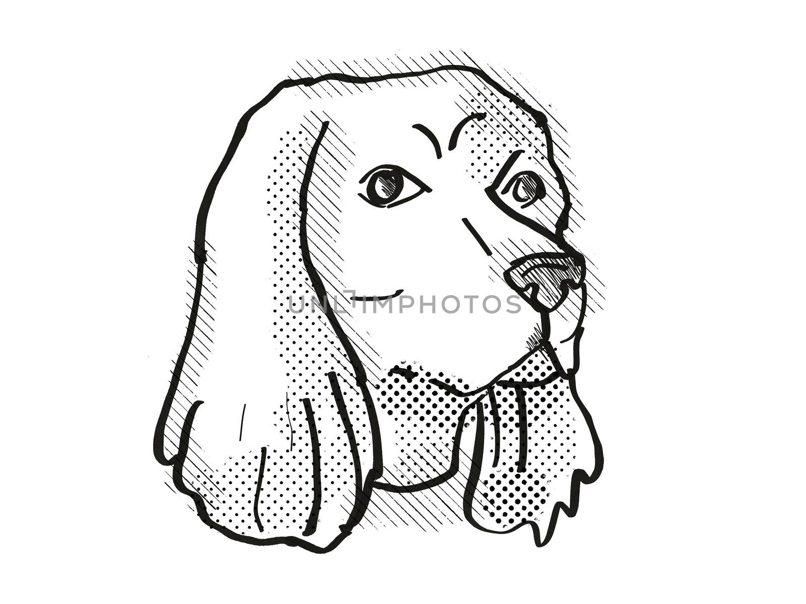 Cocker Spaniel Dog Breed Cartoon Retro Drawing by patrimonio