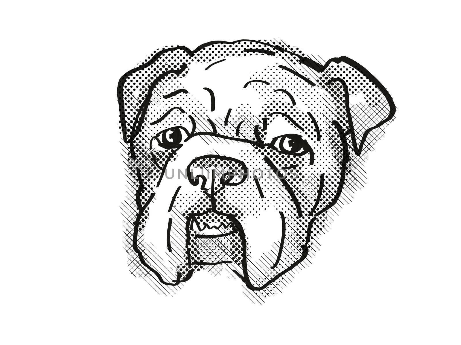 Bulldog Dog Breed Cartoon Retro Drawing by patrimonio