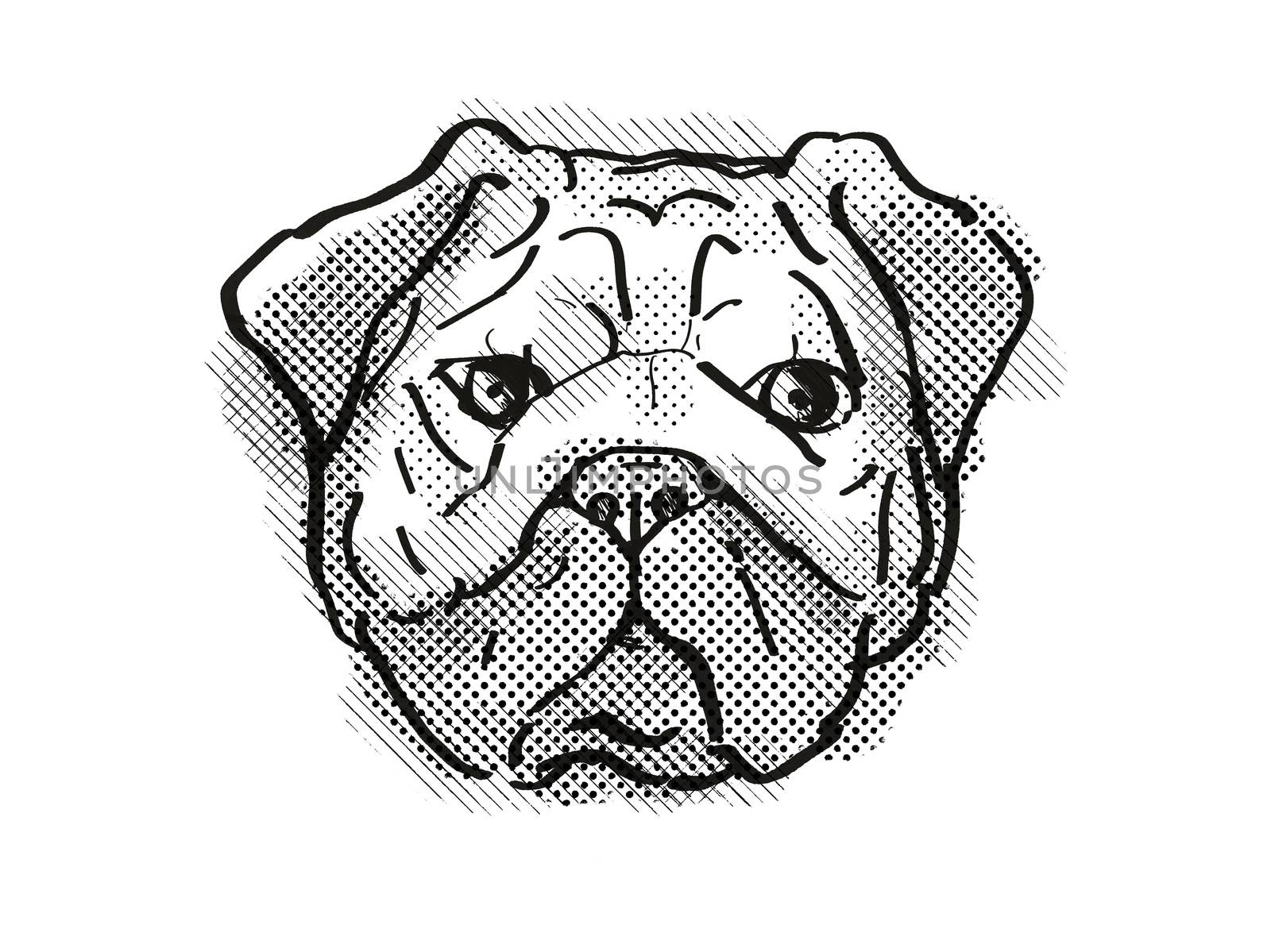 Retro cartoon style drawing of head of a Pug, Chinese pug or  Dutch mastiff  , a domestic dog or canine breed on isolated white background done in black and white.