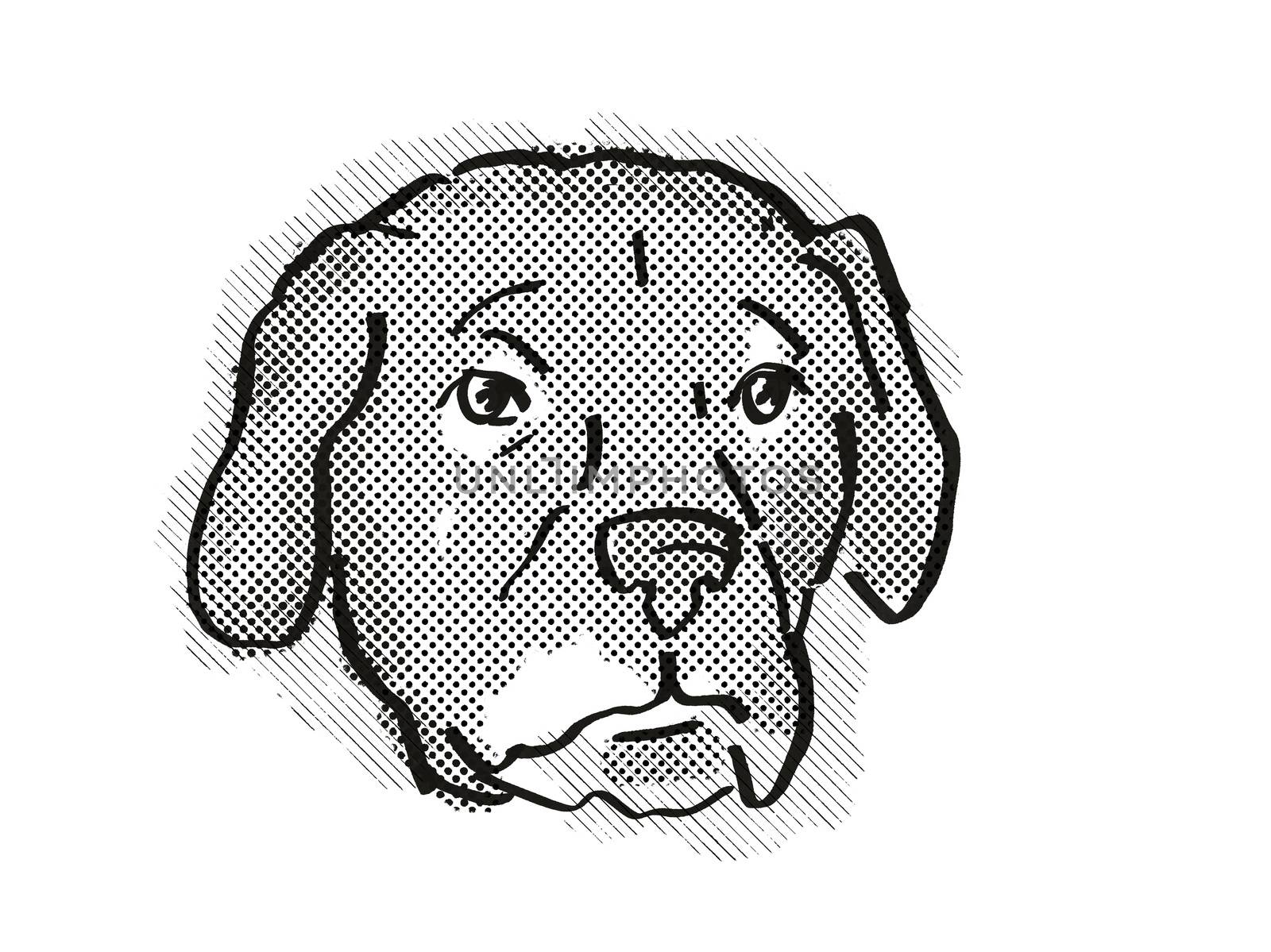 Afador or Afghan Lab Dog Breed Cartoon Retro Drawing by patrimonio