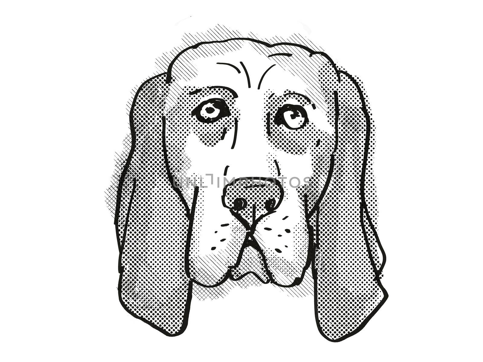 Retro cartoon style drawing of head of a Basset Hound , a domestic dog or canine breed on isolated white background done in black and white.